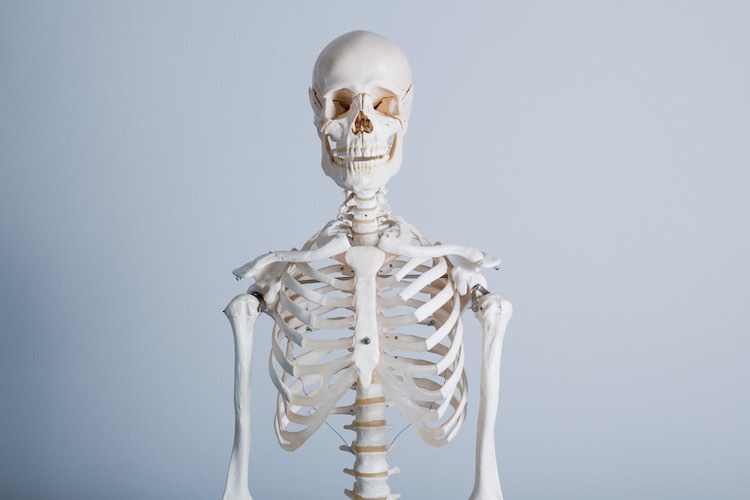 Skeleton